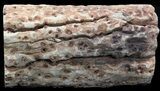 Large Triassic Woodworthia Petrified Log - lbs #34488-2